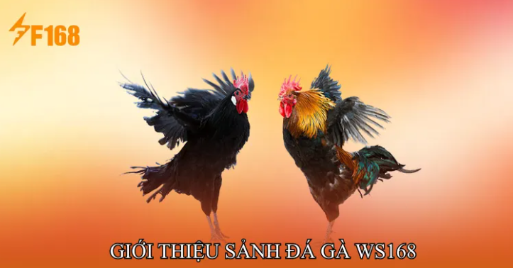 Trải Nghiệm Người Dùng Tại Đá Gà F168