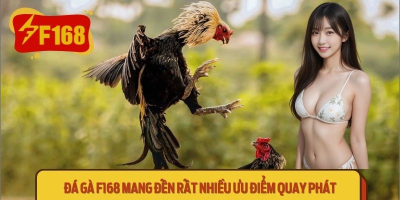 Tổng Quan Về Đá Gà F168